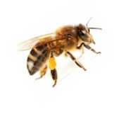 דבור